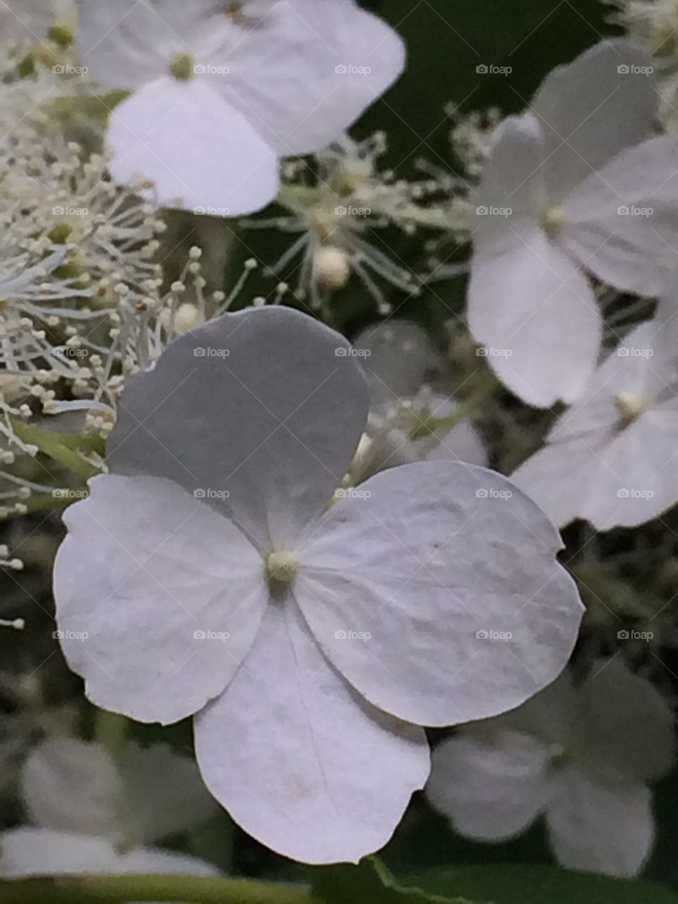 Hydrangea