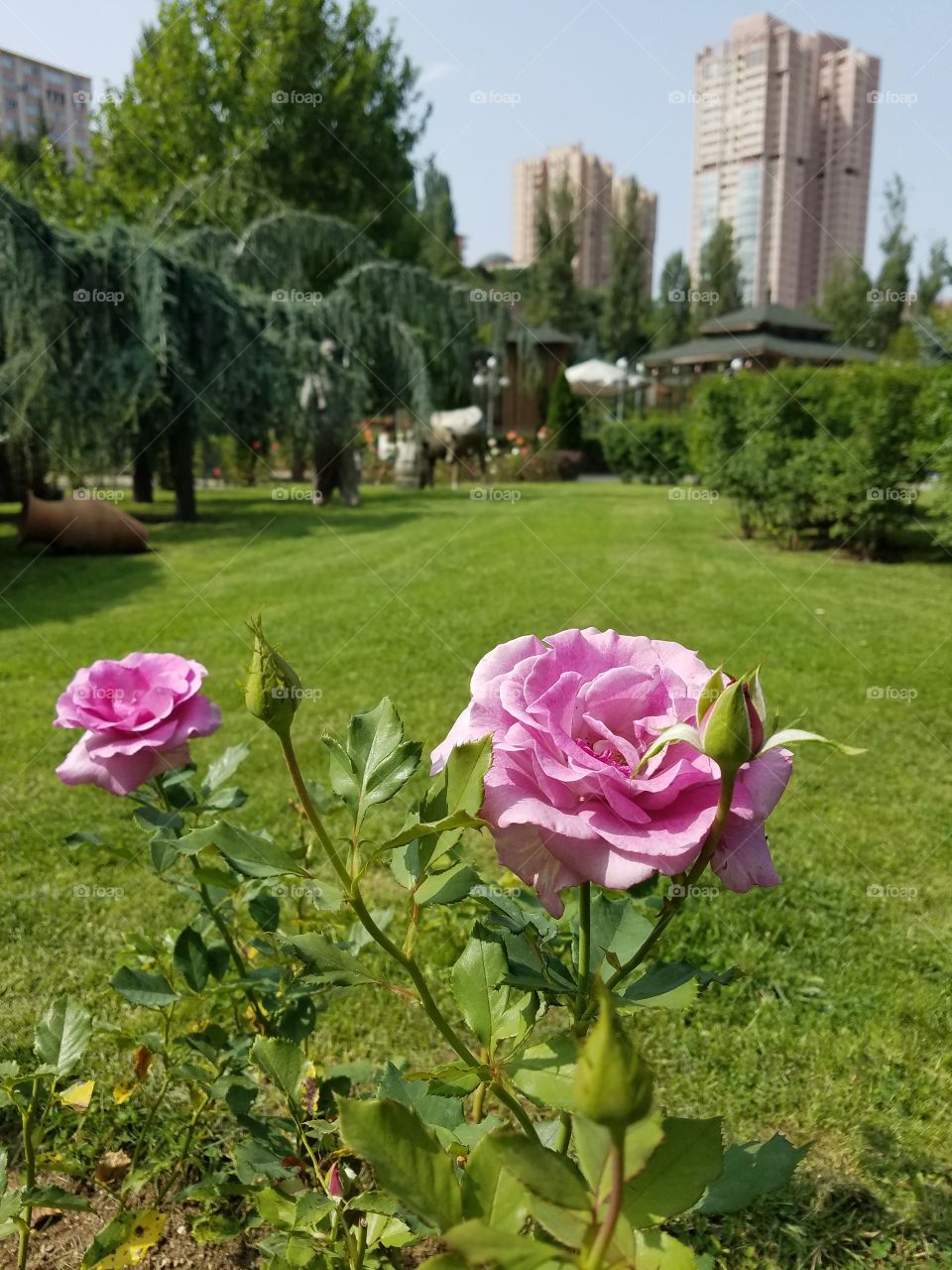 pink roses I'm the dikman vadesi park in Ankara Turkey