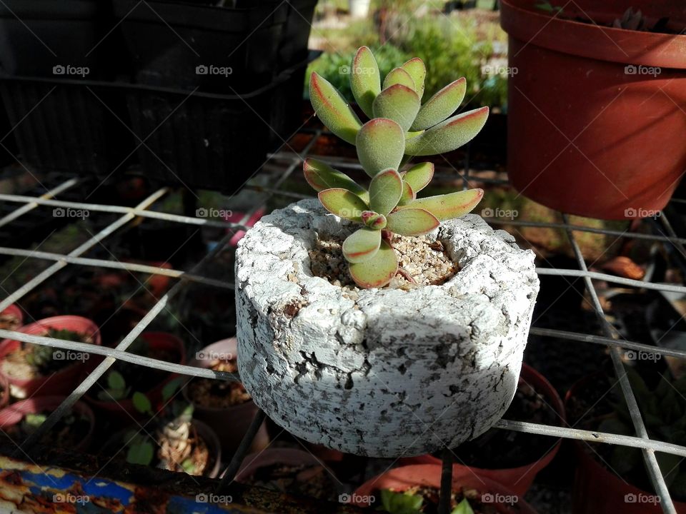 Succulent in a Cement pot