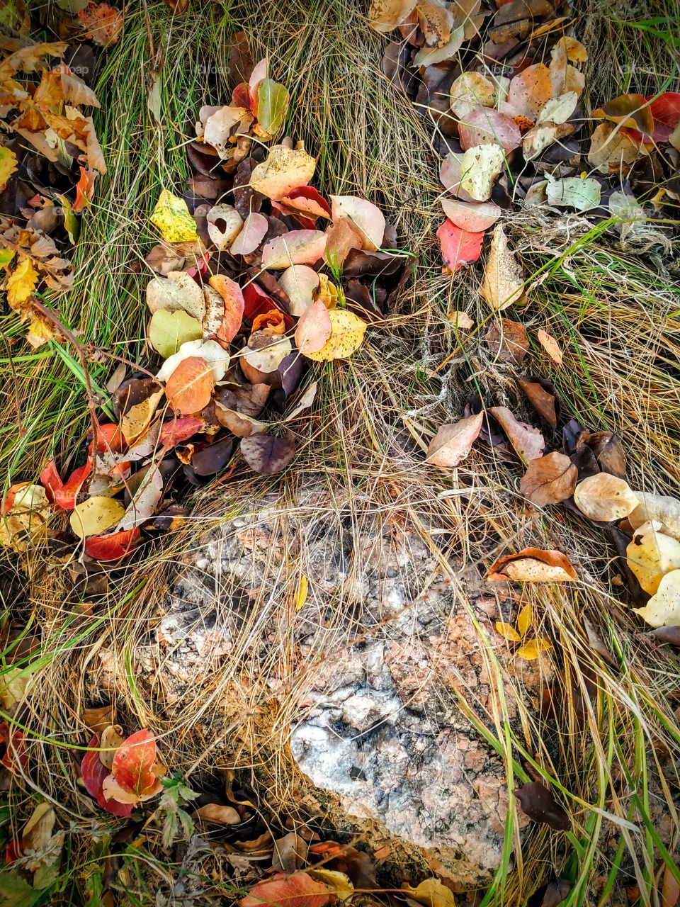 The colourful autumn leaves. Nature is the creator of beauty.