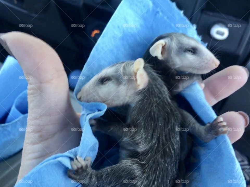 Opossum babies