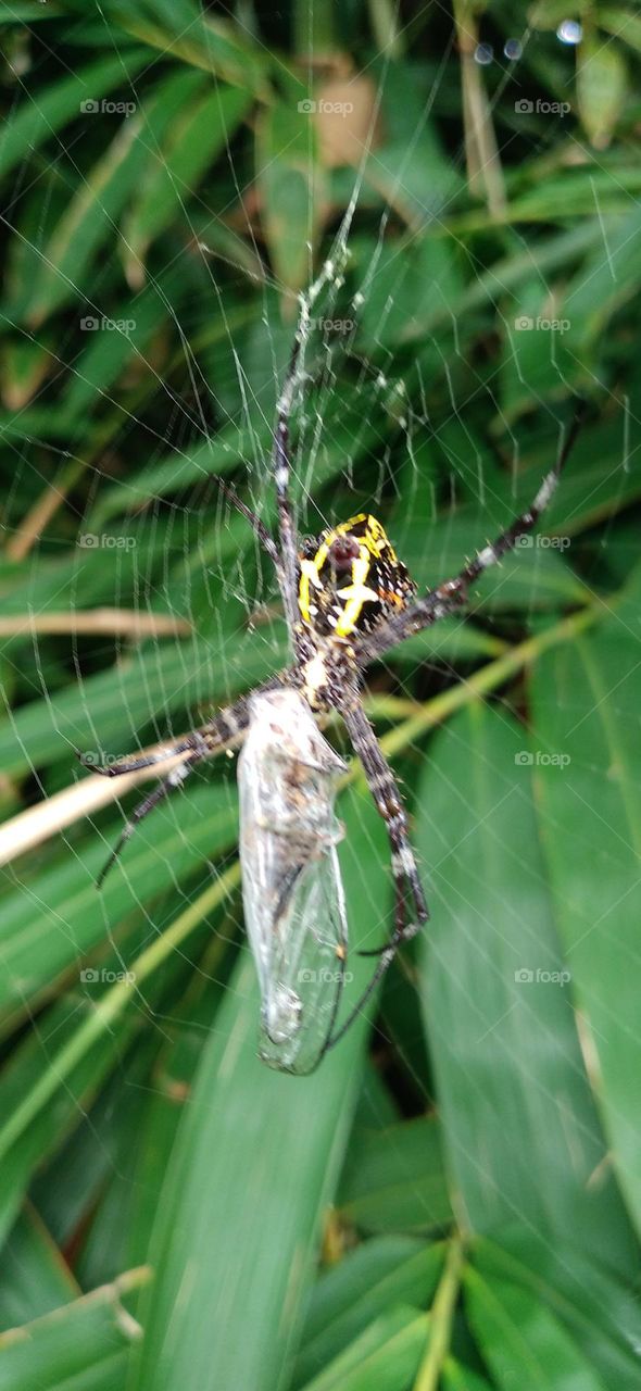 Argiope anasuja is a species of spider in the family Araneidae.