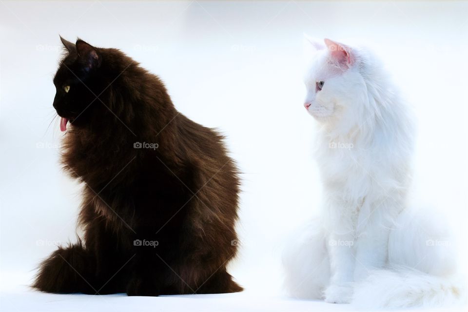 Cats sitting against white background