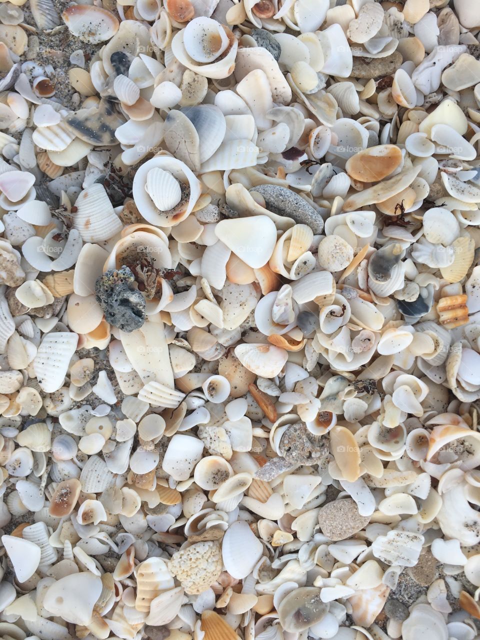 ground covered in shells