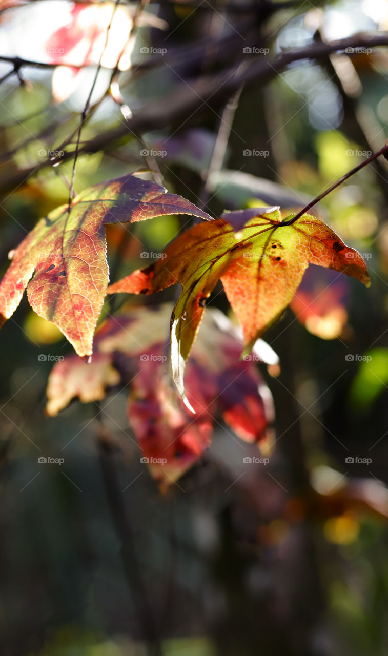 moods of Autumn