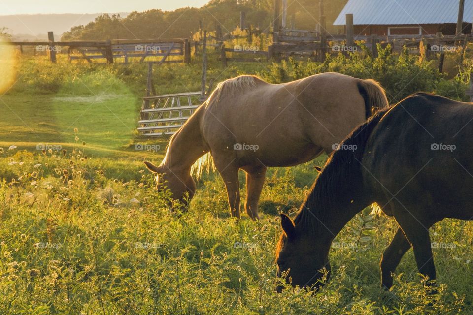 Horses at golden hour 