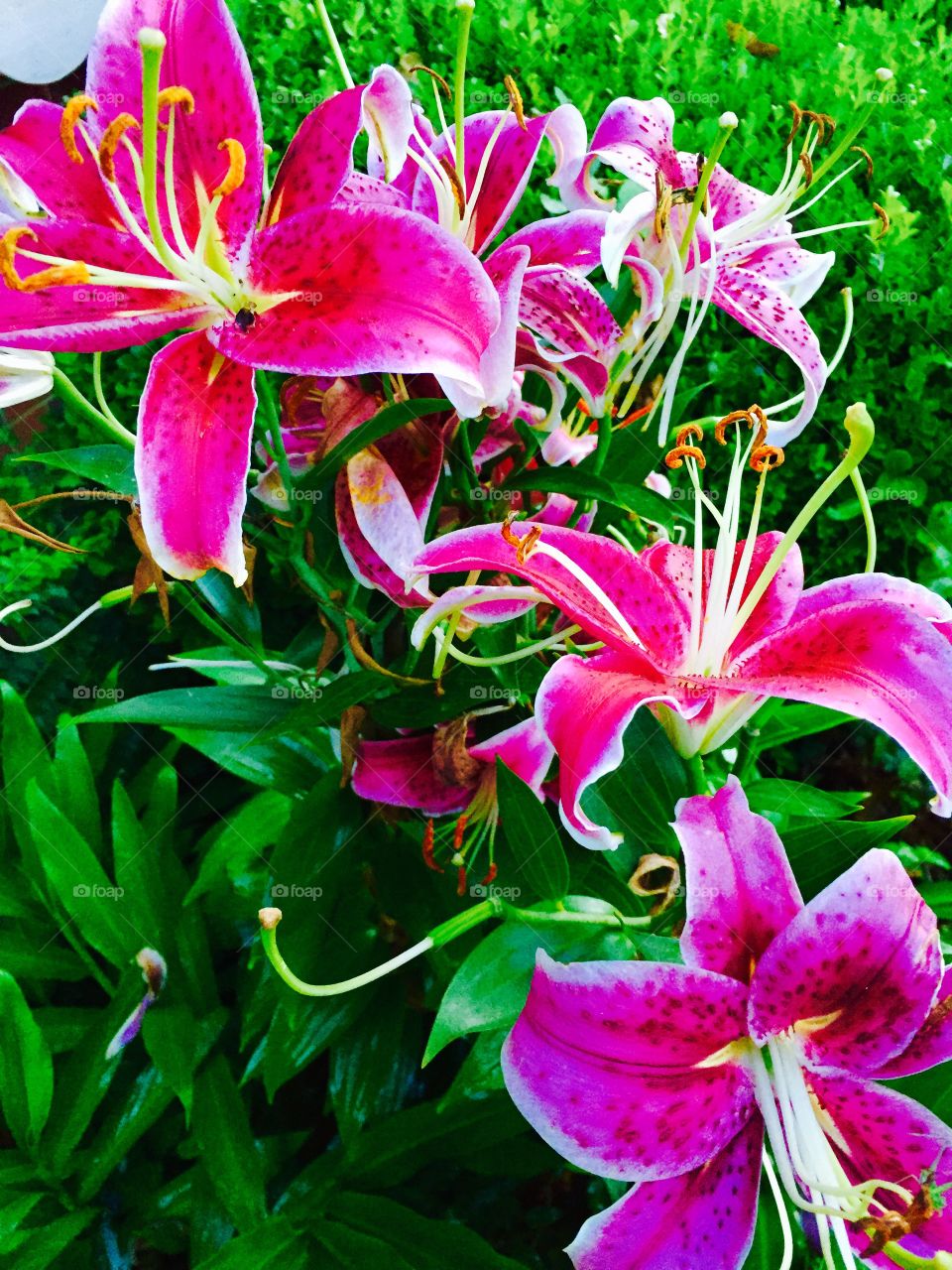 Beautiful deep pink stargazer lilies with a lot of greenery in the garden.