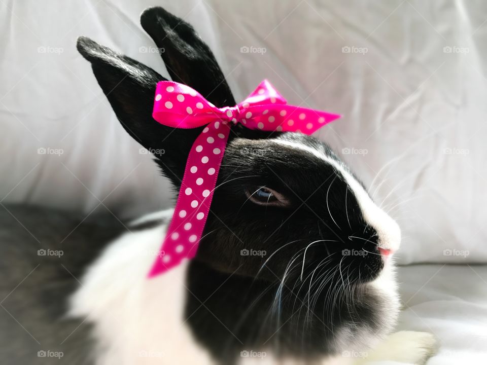 Cute girl bunny