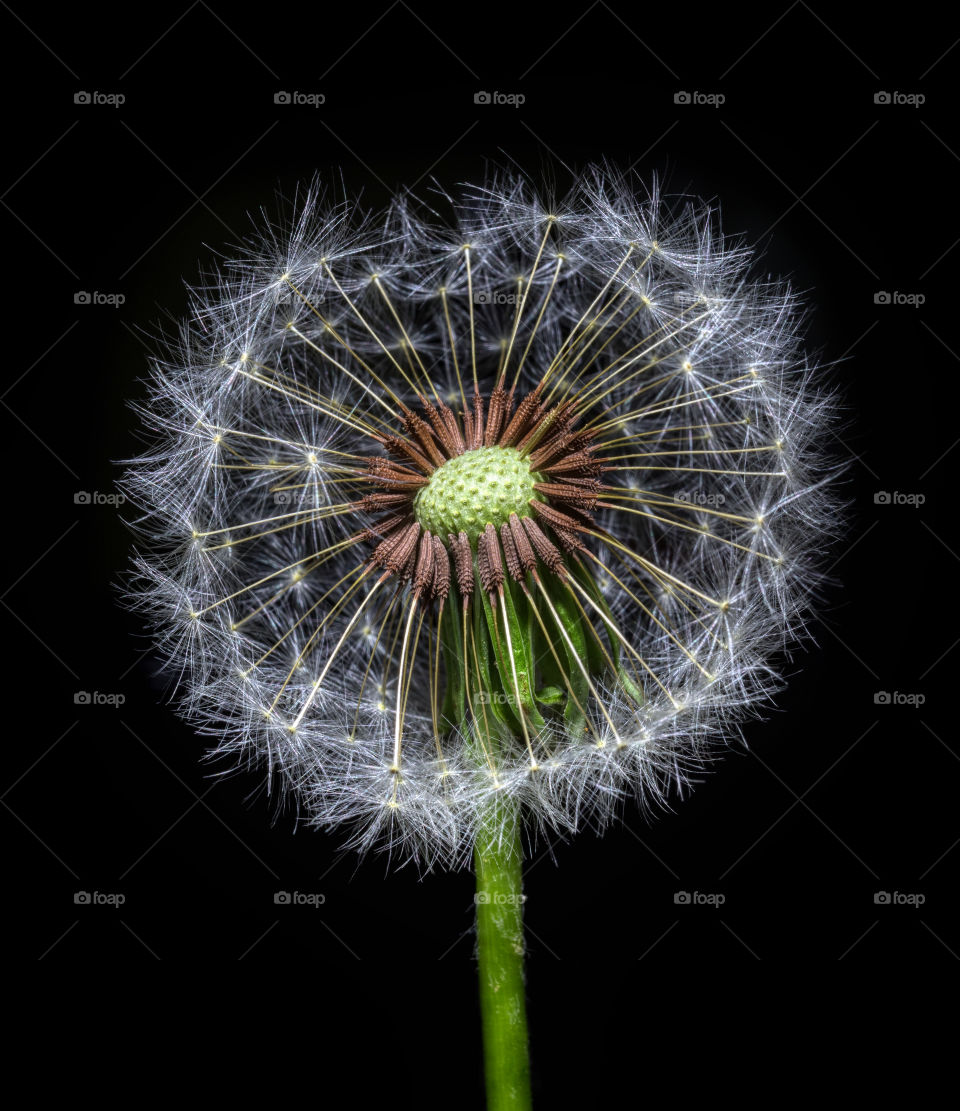 Dandelion