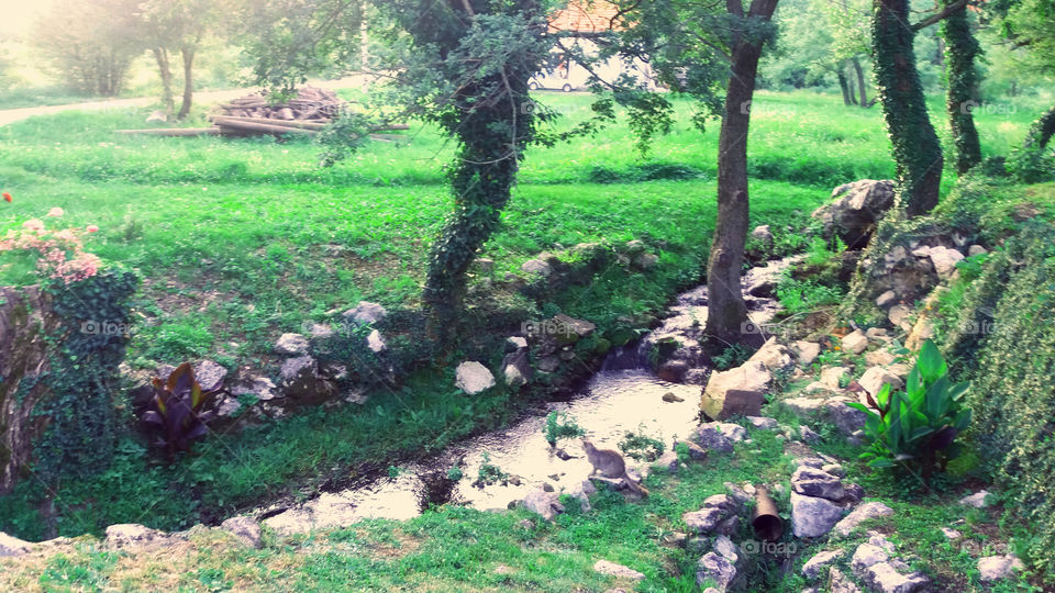 trees, flowers and stream