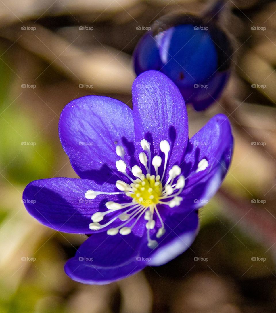 Close up beautiful blauveis in the forest .
Proud and beautiful, White and purple .