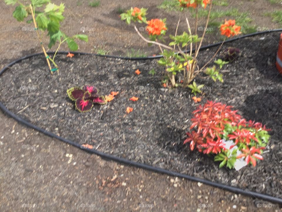 Flowers in the Garden 