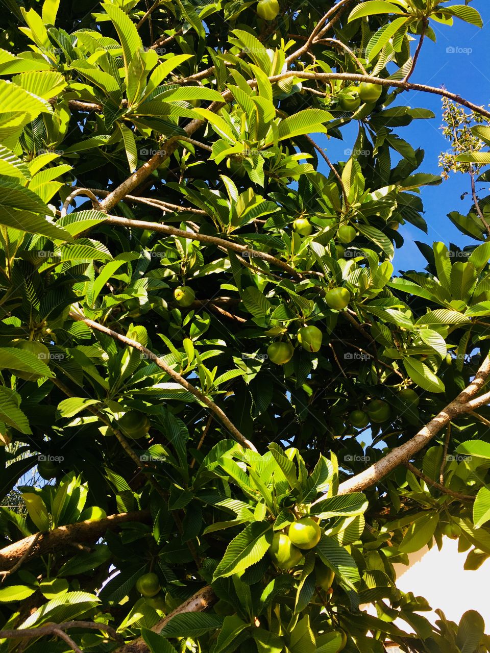 Minha combinação perfeita: natureza e seu verde somada ao céu todo azul. E viva a inspiração!