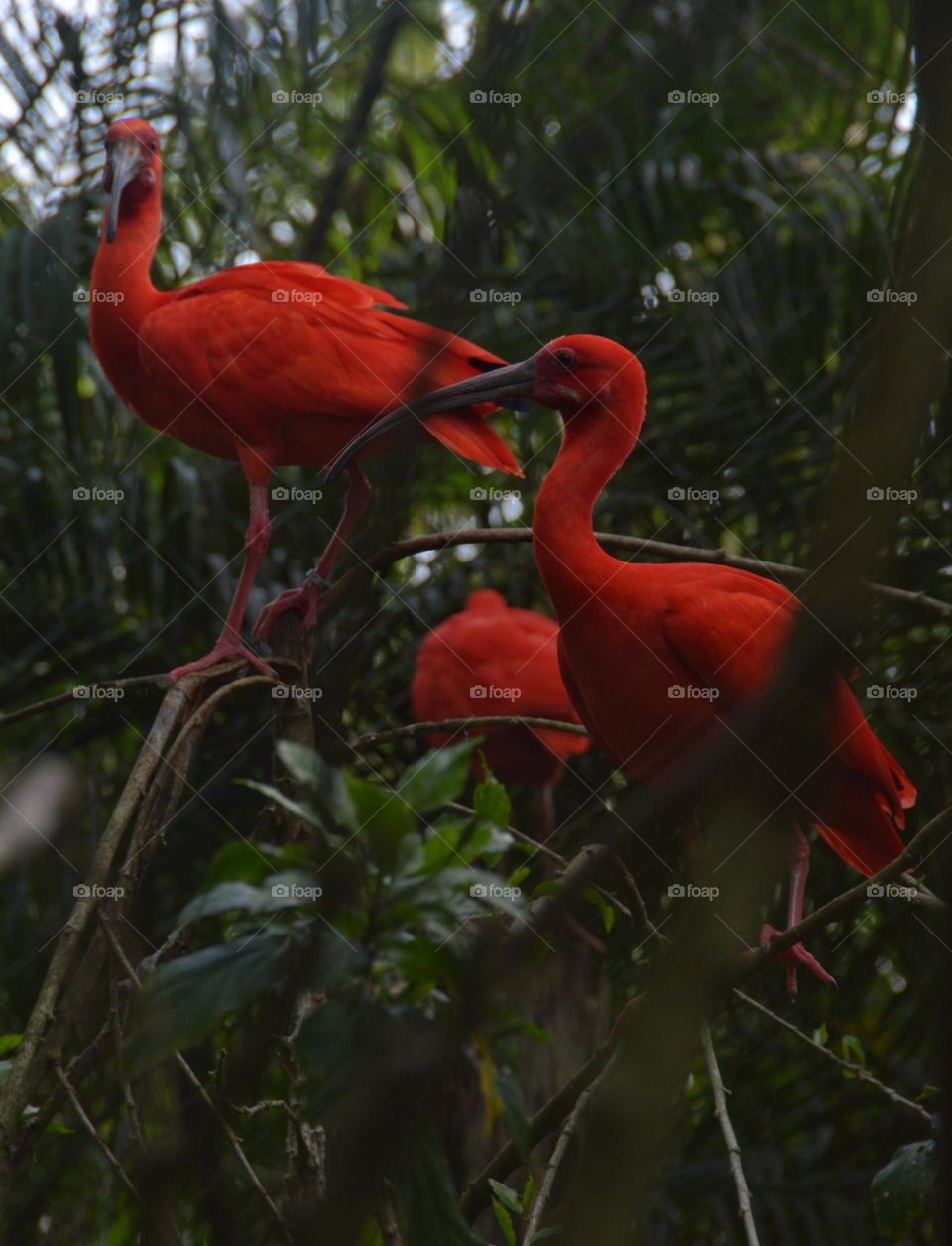 Flamingo Vermelho