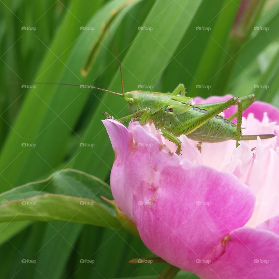 Grasshopper on peony