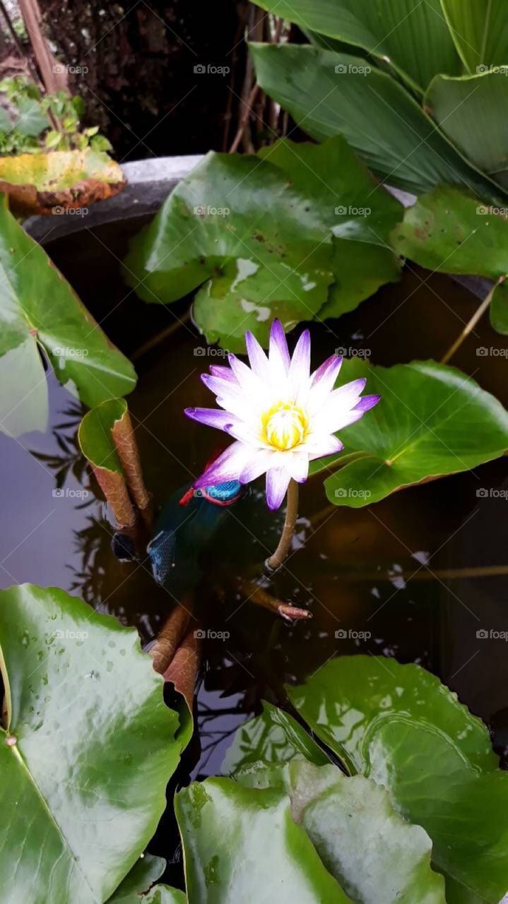 lotus is bloom in my garden.