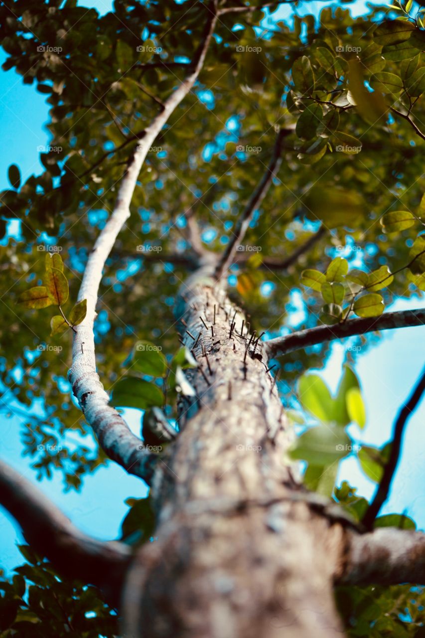 Nature tree 🍃