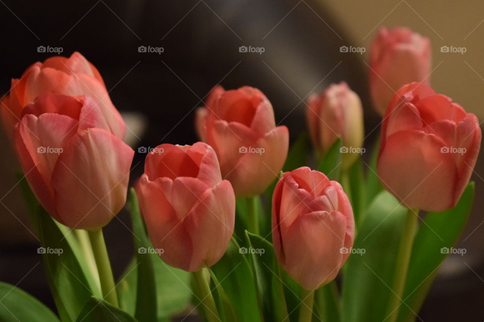 tulipan , tulips , flower , beautiful , nature