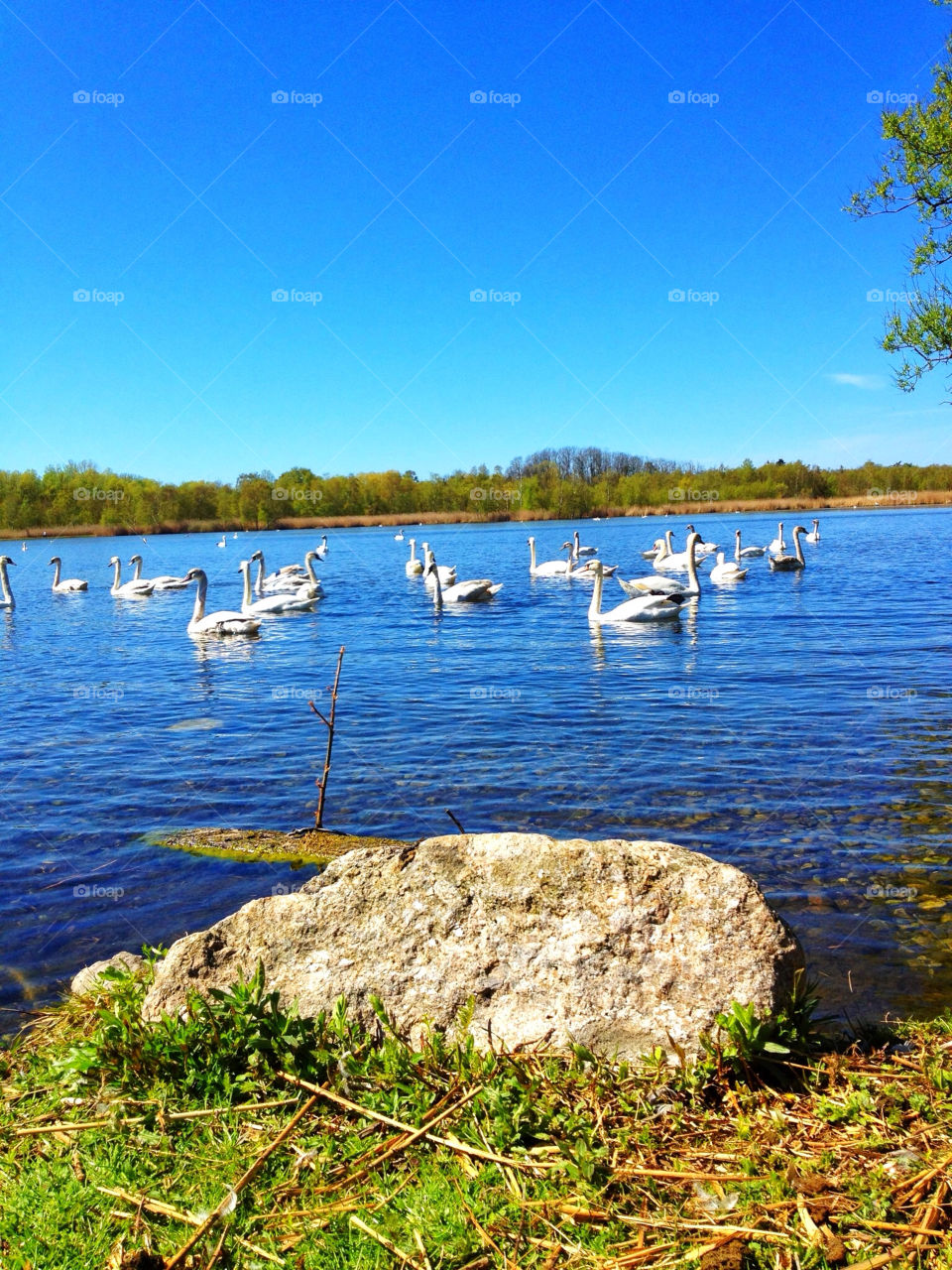 spring nature summer trees by chokulot