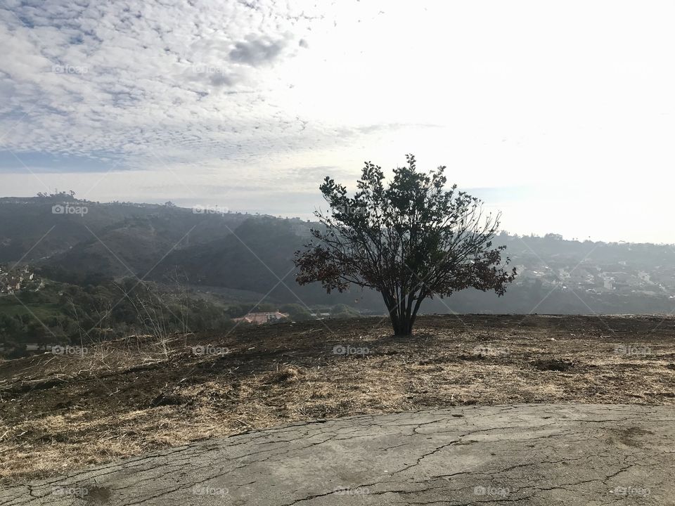 Lonely tree in San Clemente CA