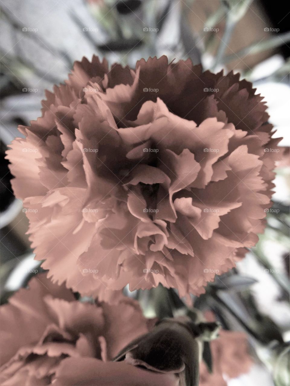 A Carnation 