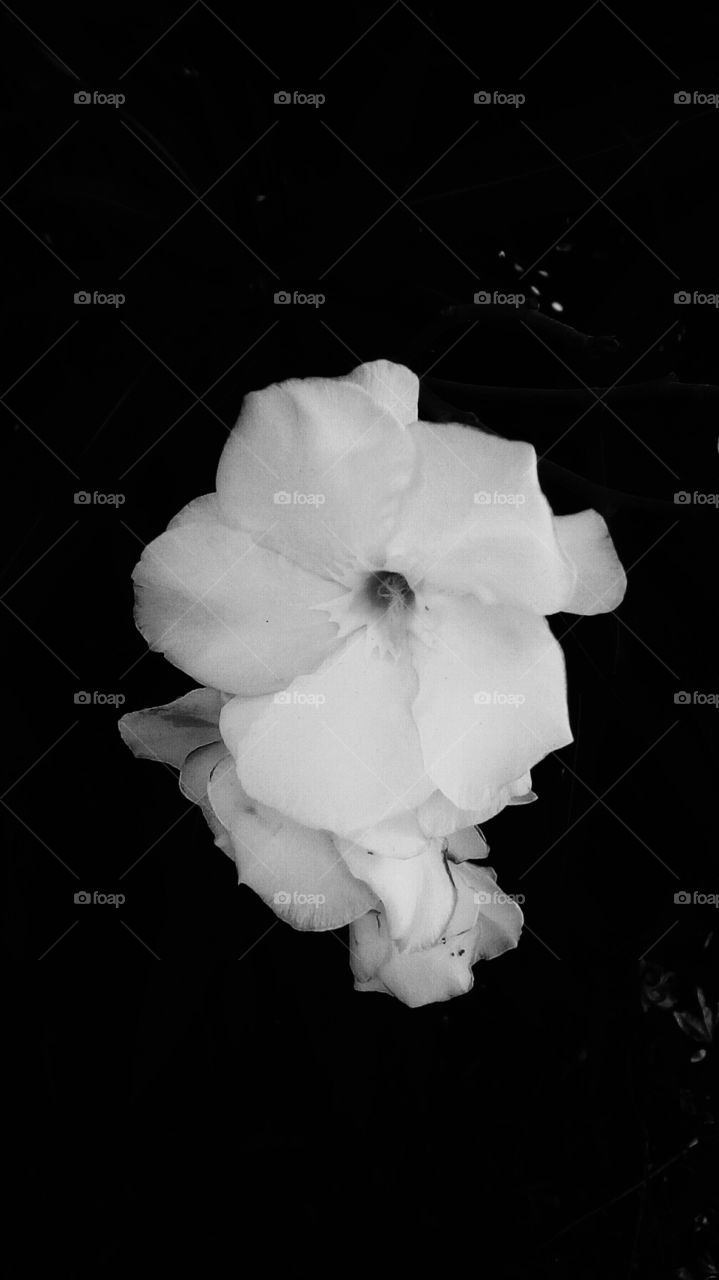 Blooming white Oleander wildflower without stem and without leaves on black backround