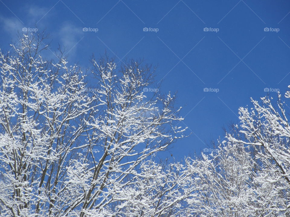 Snowy branches against blue sky