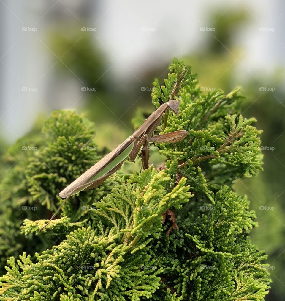 Mid-sized Praying Mantis at the end of summer in Connecticut. This little guy hung around the same spot for a few days!