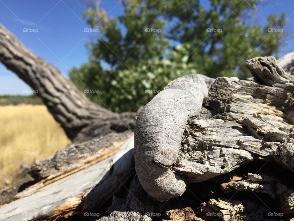 Cottonwood Tree Texture. An old cottonwood tree laying along the banks of the North Platte River in Wyoming 