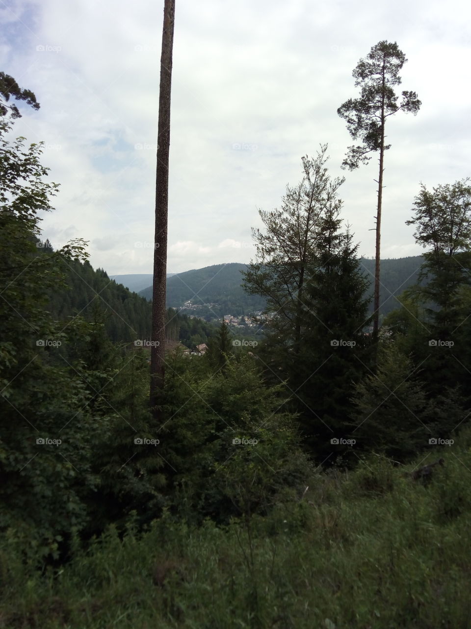 Schwarzwald in Bad Wildbad