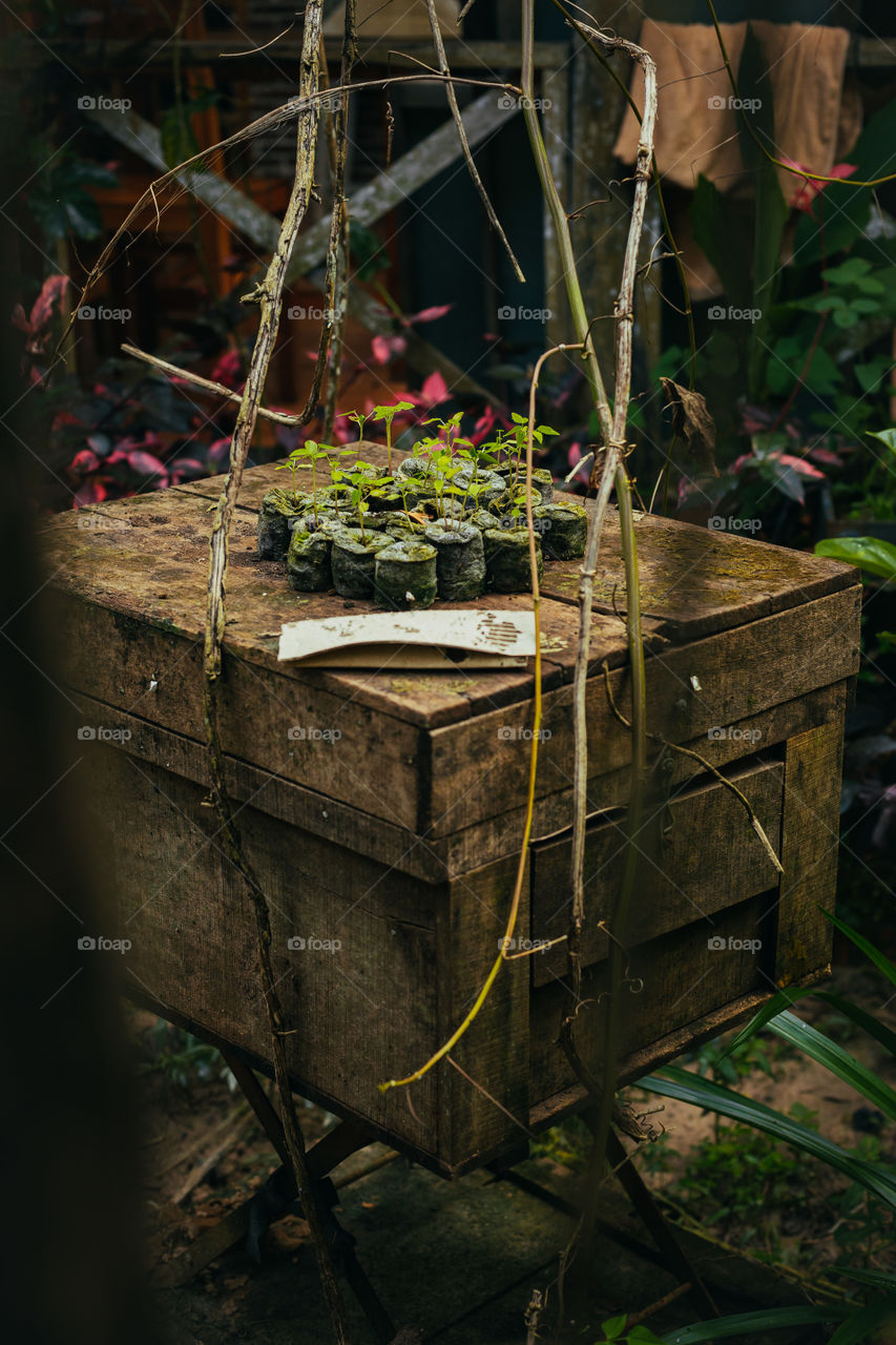 my favorite seedlings