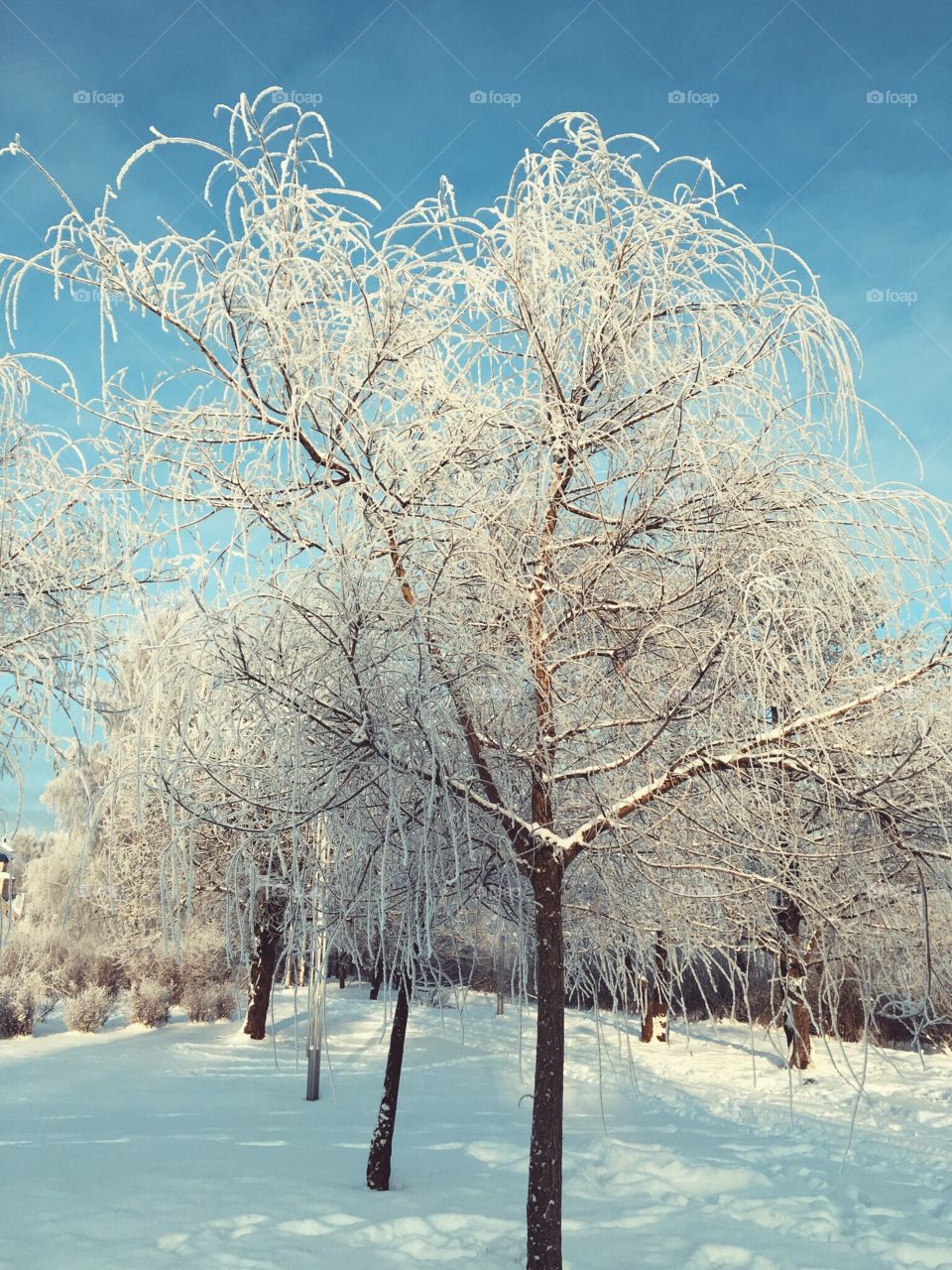 Snow covered trees in winter