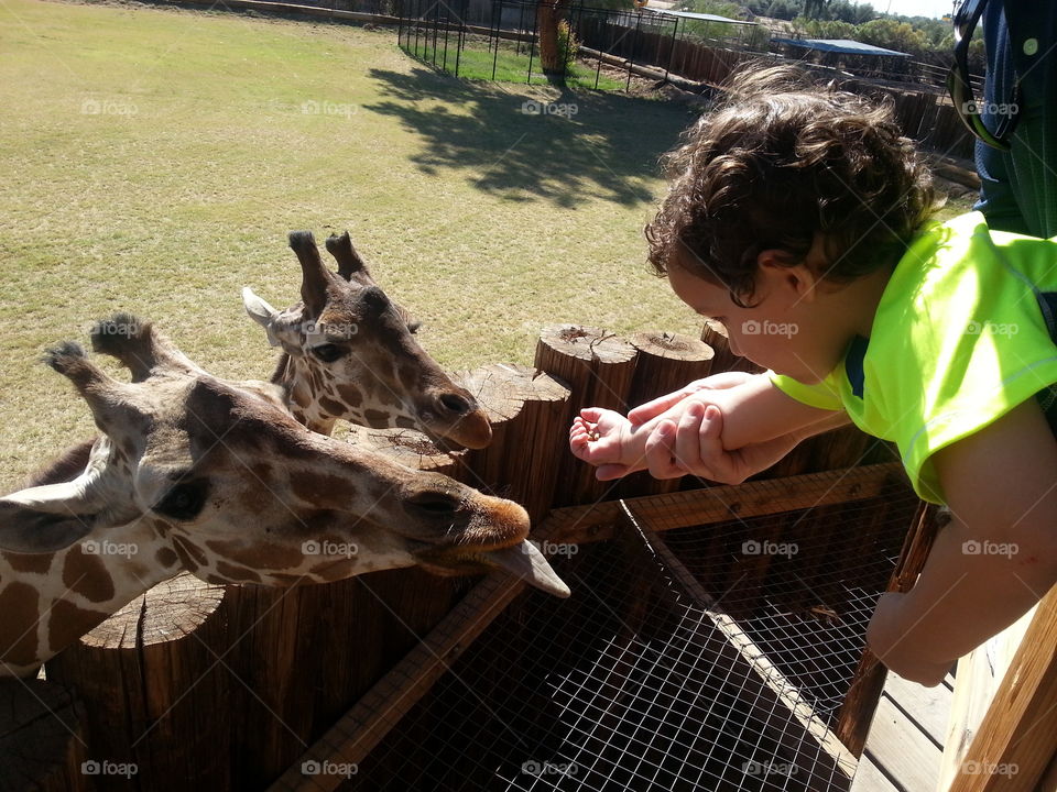 Two Giraffes, a Boy, Sunny Day at the Zoo.