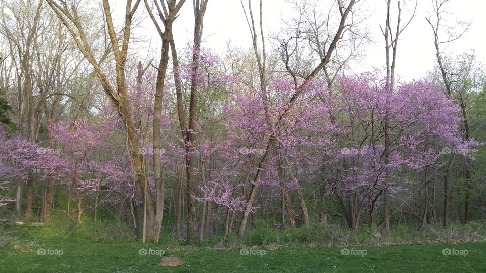 View of purple flowers growing on trees