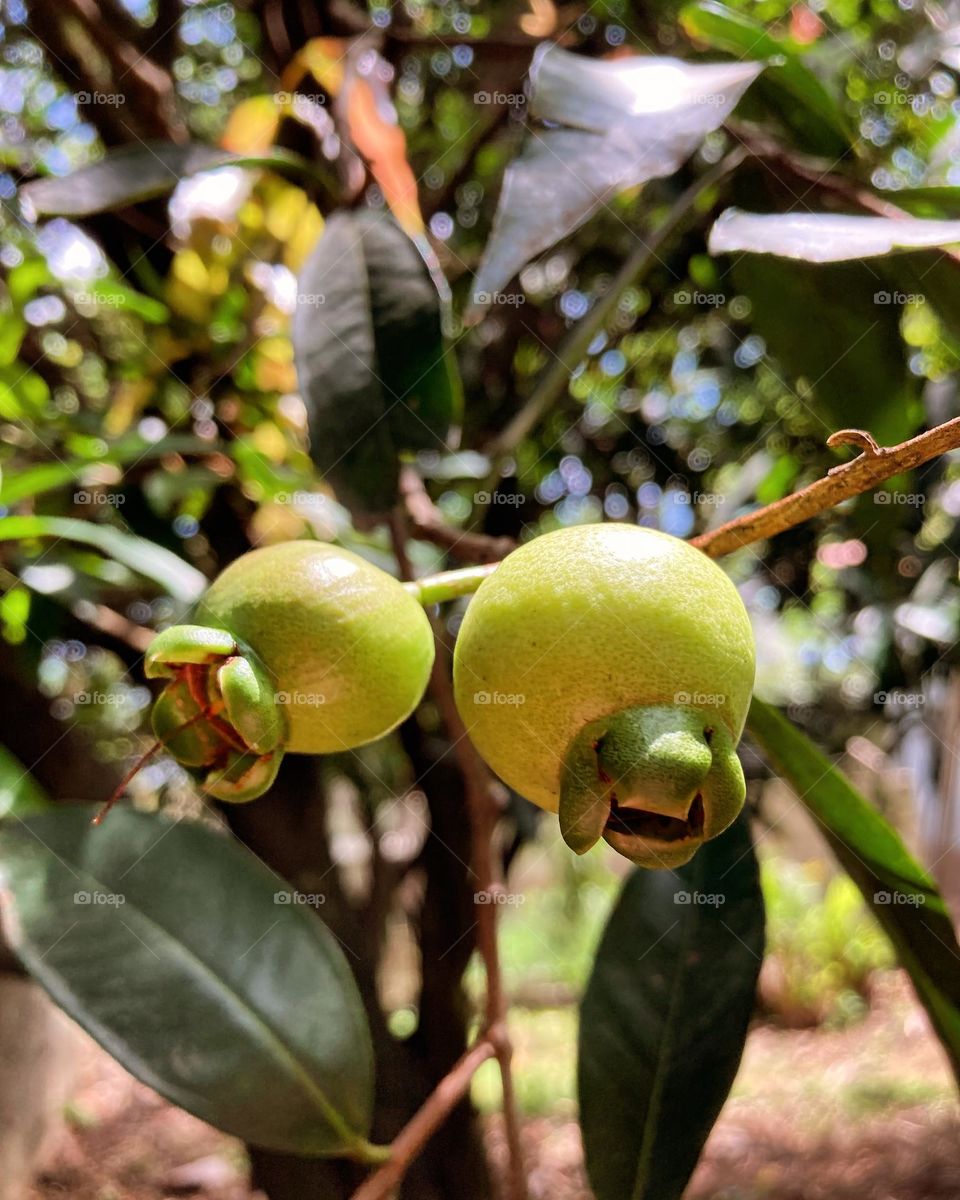 Os jambos estão amadurecendo!

Ô fruta que eu gosto…

Esse pé foi plantado há 30 anos, e tá bonito.