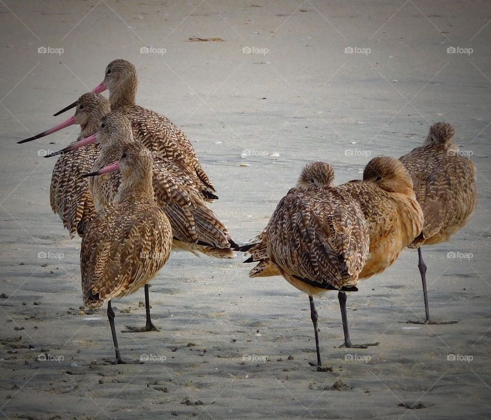 Willets in formation