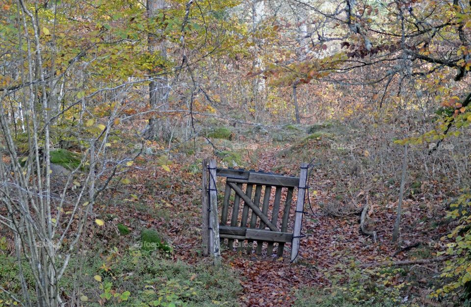 Wooden gate to the woods