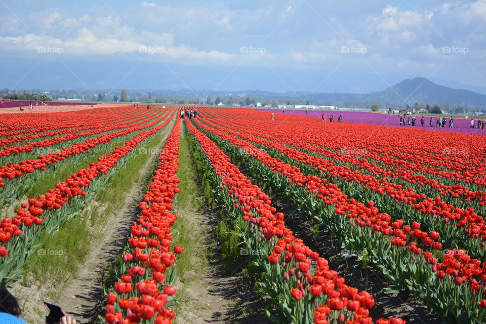 View of tulip flowers