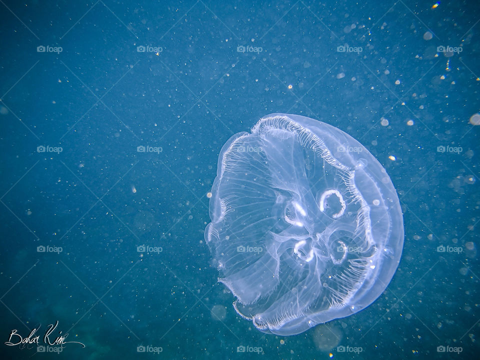 Jellyfish from Great Barrier Reef