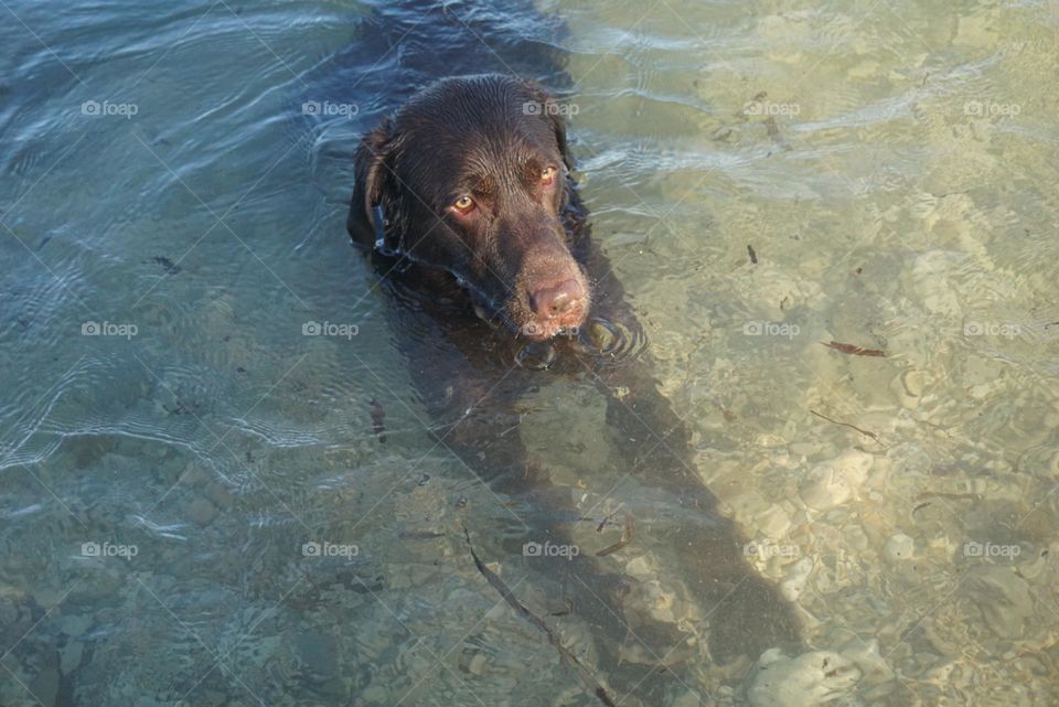 Labrador#dog#canine#sea#relax