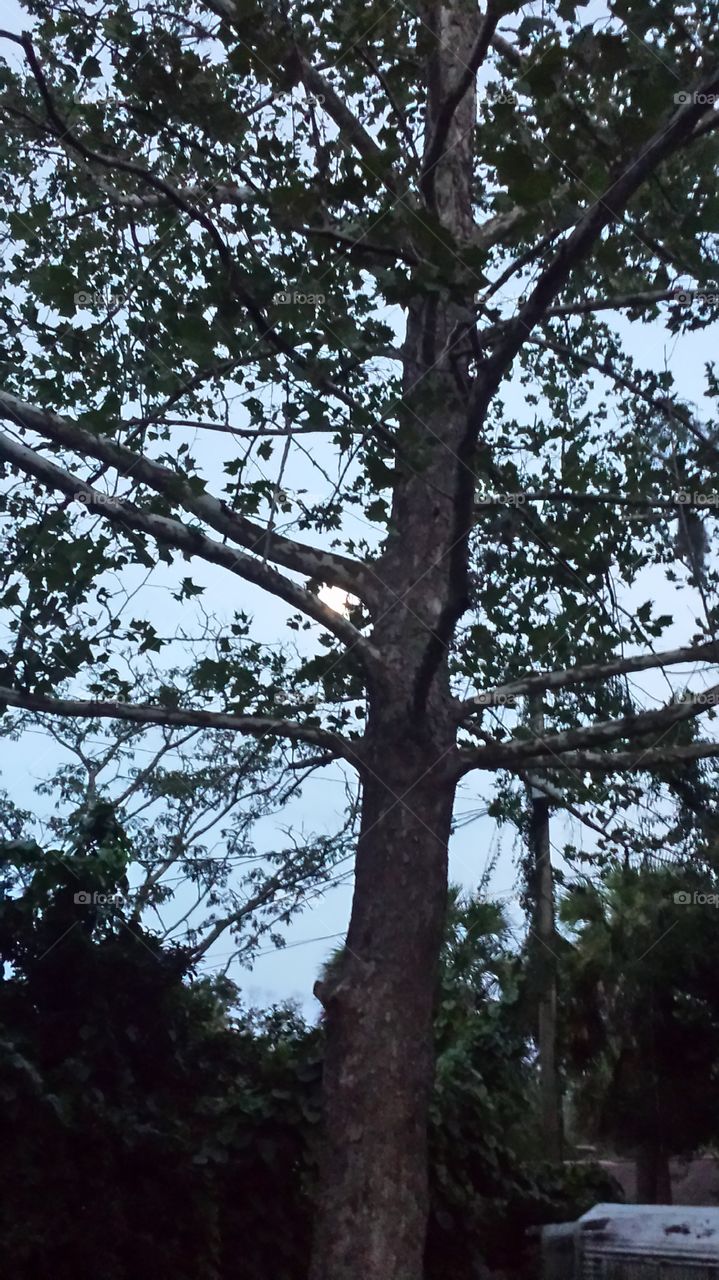 Moon light trees