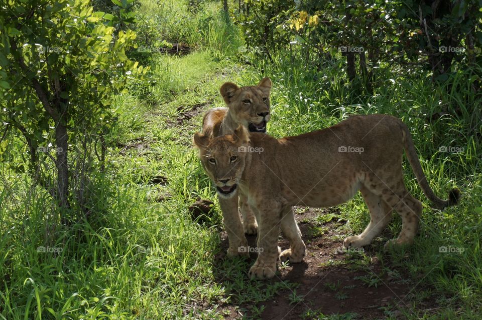 Lion cubs