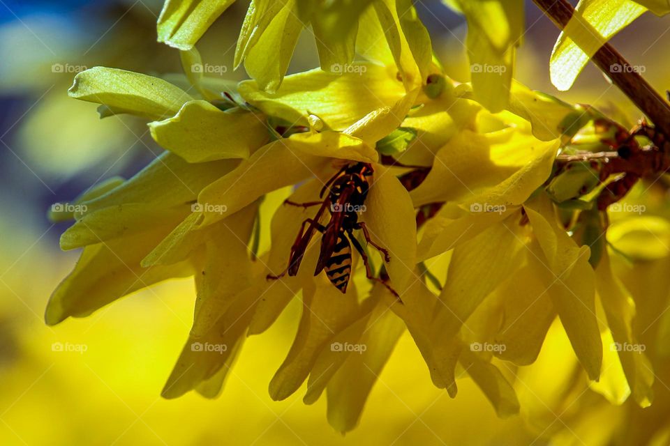 Wasp at the yellow flower