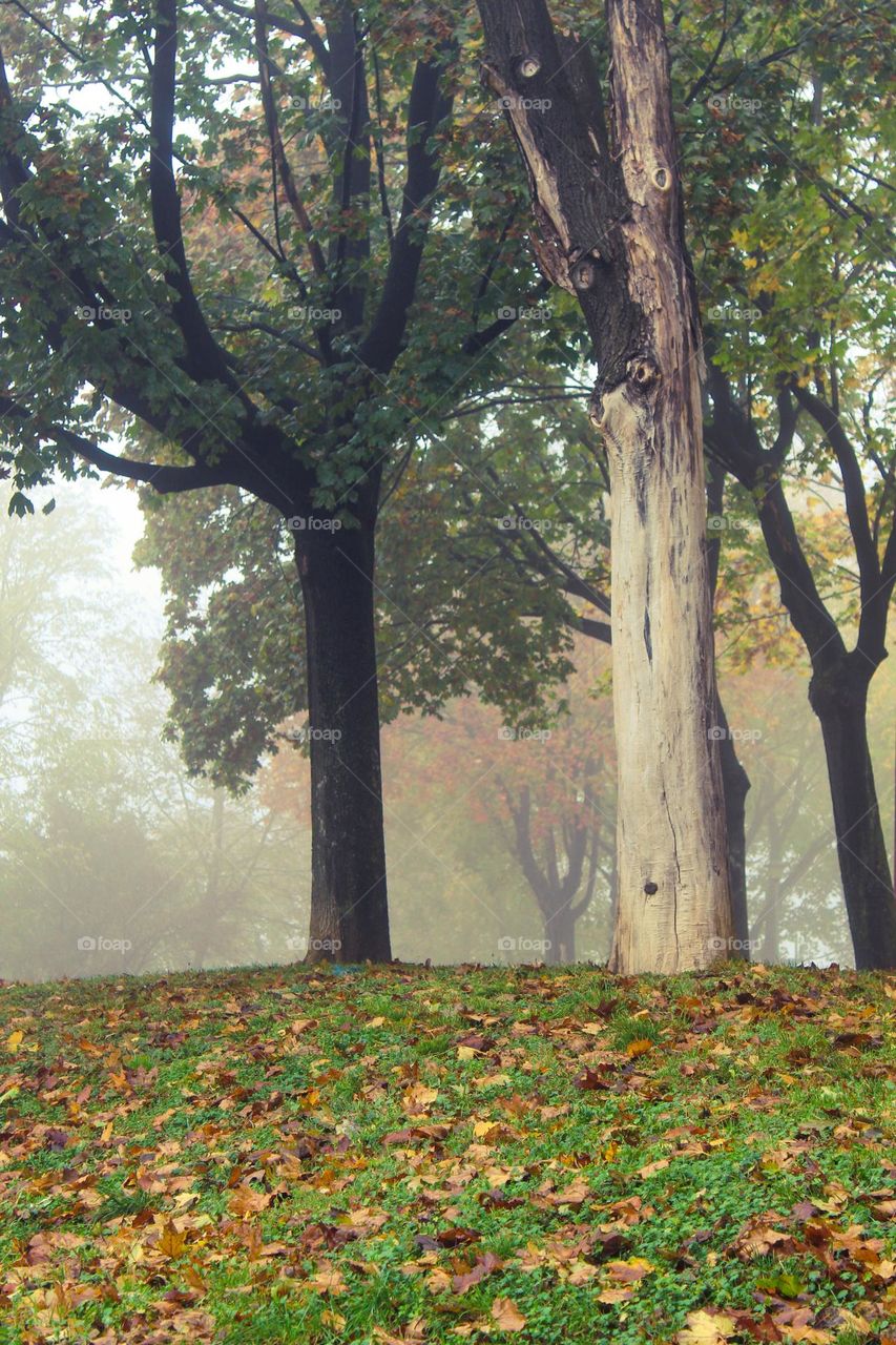 Autumn landscape.  Foggy morning and view of the trees and grass covered with fallen autumn leaves