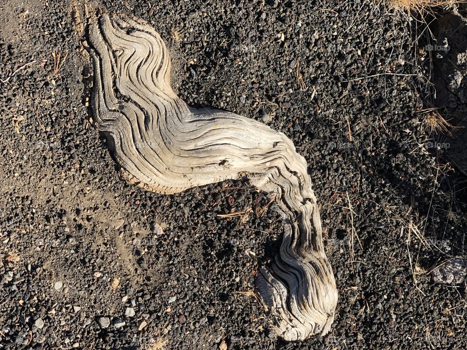 Tree root at Craters of the Moon