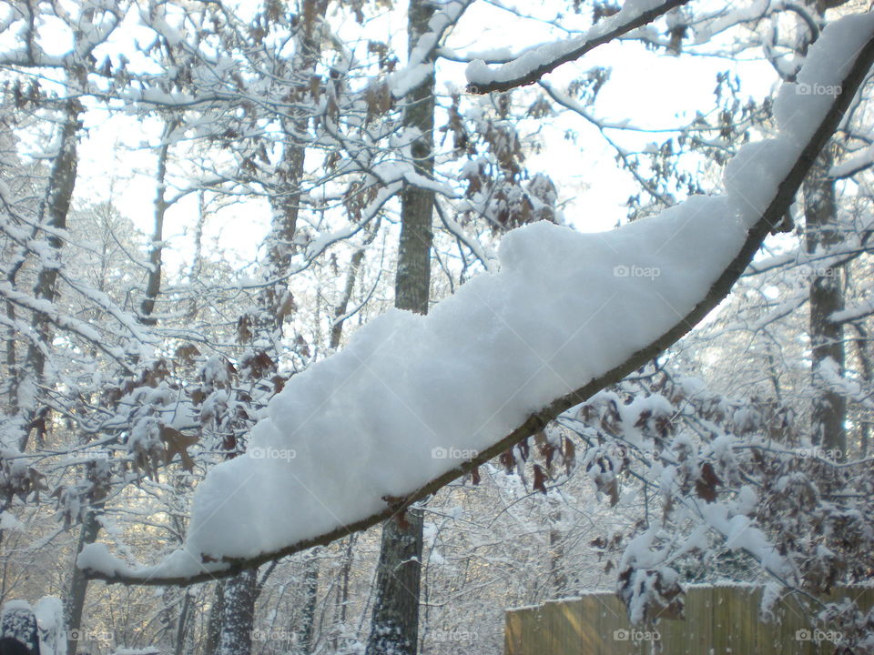 snowy branch. snow piled on a thin branch