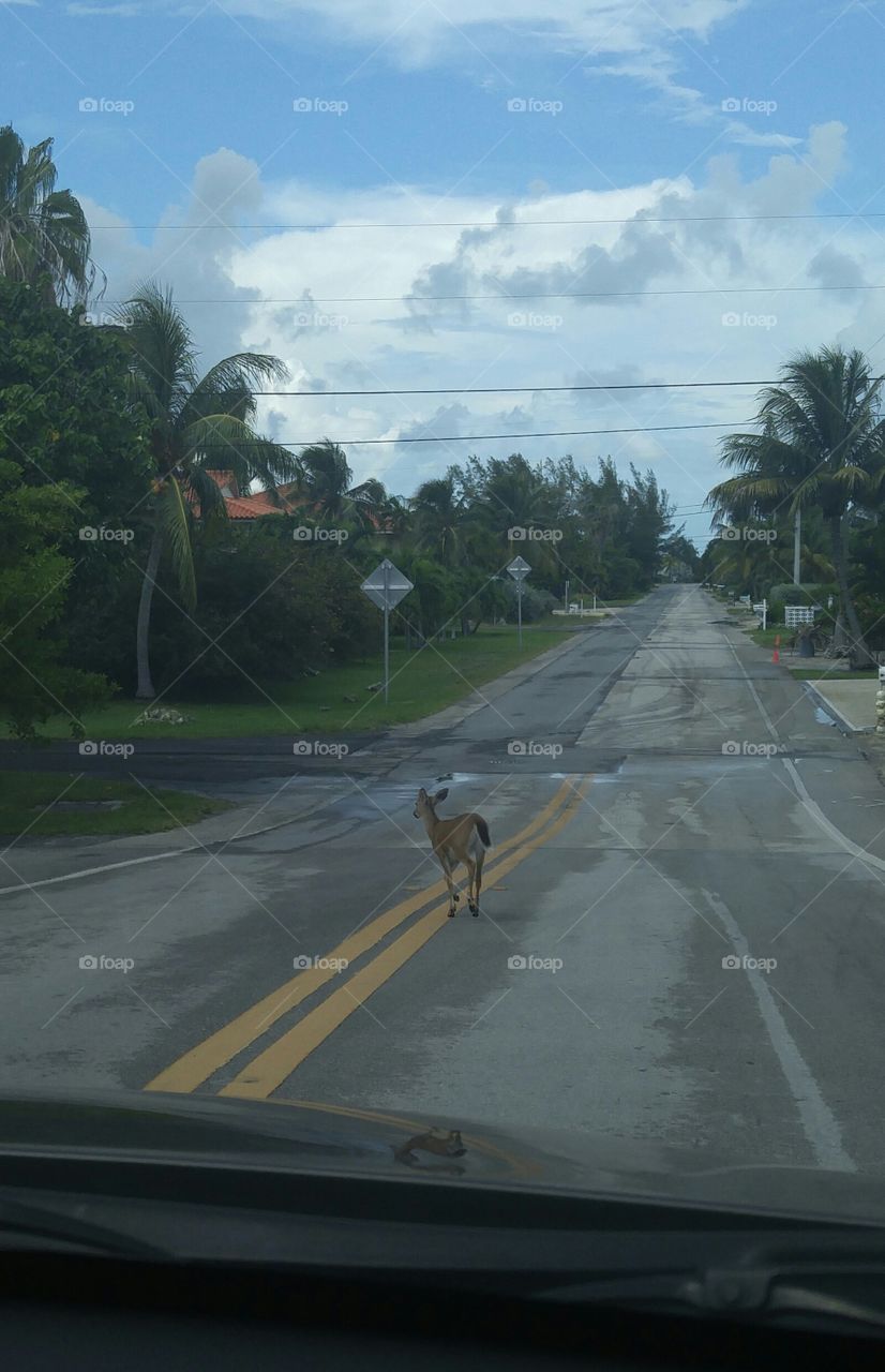 Key deer crossing