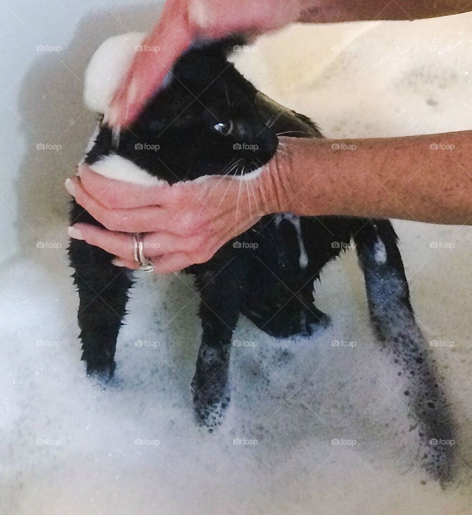 Bathing the kitten 