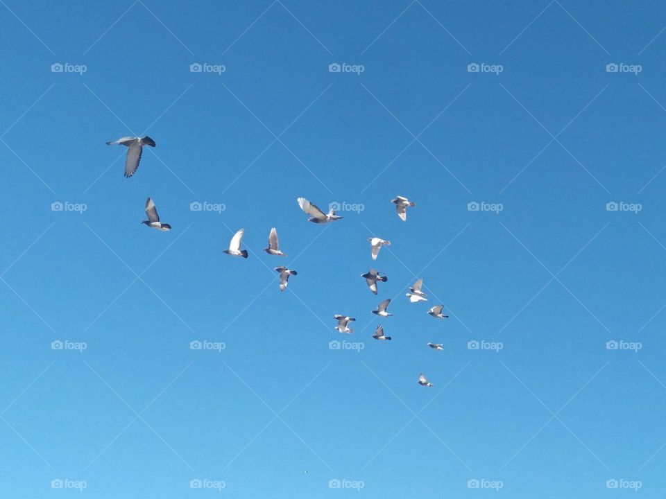 A flock of pigeons flying cross the sky at essaouira city in Morocco