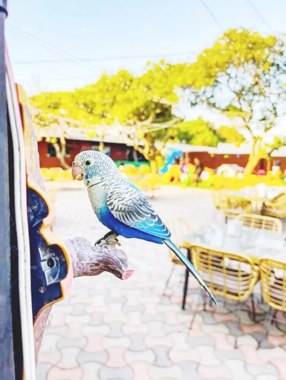 bird